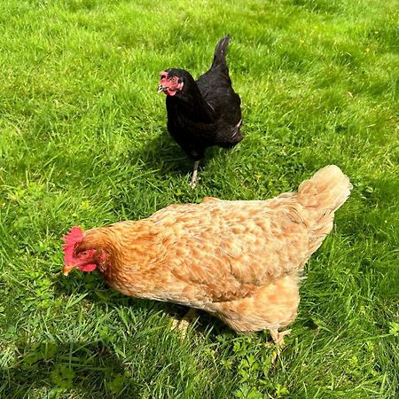 The Hen House Villa Haddington Dış mekan fotoğraf